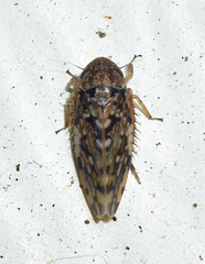 Xestocephalus tessellatus