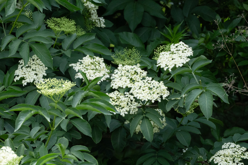 Sambucus nigra observed 2026-10-27
