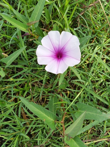 Ipomoea aquatica observed 2026-10-27