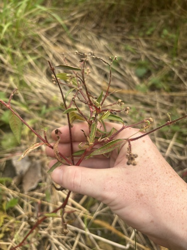 Polygonum observed 2026-10-27