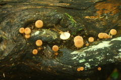 Mycena parsonsii