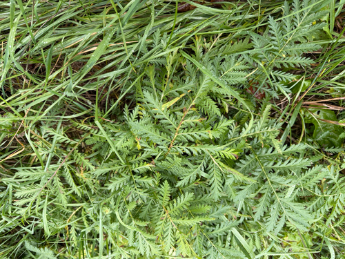 Tanacetum vulgare observed 2026-10-27