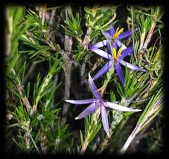 Calectasia intermedia