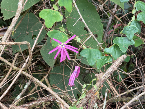 Passiflora observed 2026-10-27