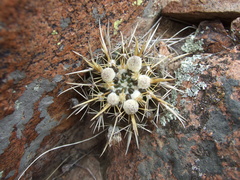 Parodia mammulosa
