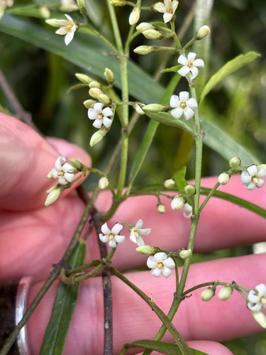 Parsonsia capsularis observed 2026-10-26