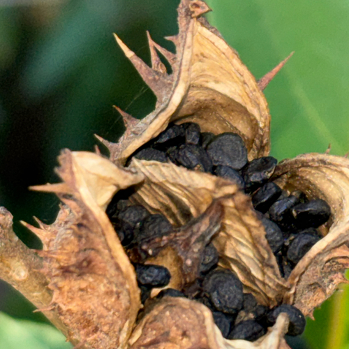 Datura stramonium observed 2026-10-27