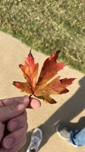 Acer observed 2026-10-27
