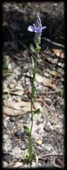 Comesperma calymega