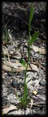 Comesperma calymega