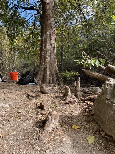 Taxodium distichum observed 2026-10-27