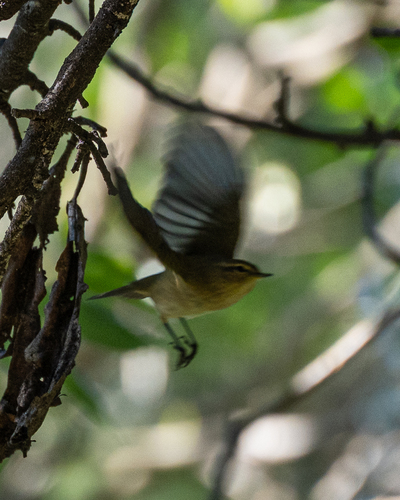 Phylloscopus observed 2026-10-27