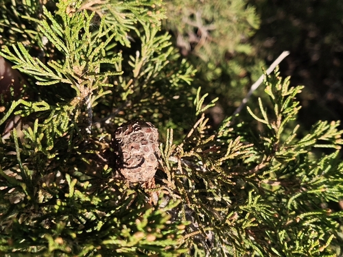 Gymnosporangium juniperi-virginianae, 2026-10-27
