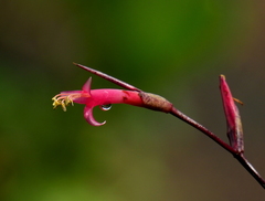 Tillandsia flexuosa