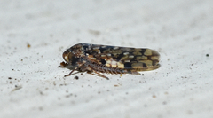 Xestocephalus tessellatus