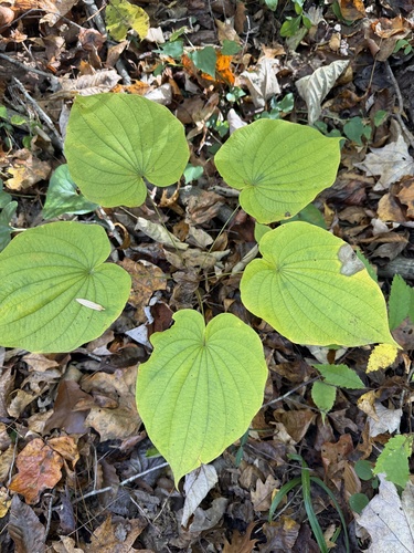 Dioscorea observed 2026-10-27