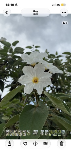 Cordia observed 2026-10-27