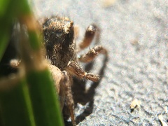 Habronattus pyrrithrix