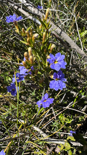 Dampiera stricta observed 2026-10-26
