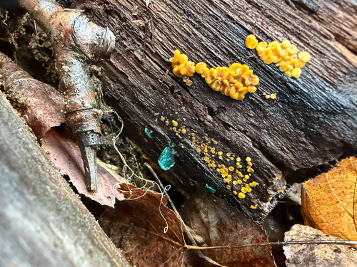 Calycina citrina, 2026-10-27