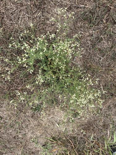 Parthenium hysterophorus observed 2026-10-27