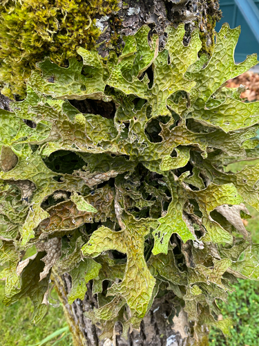 Lobaria observed 2026-10-27