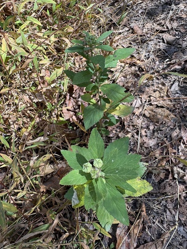 Sida rhombifolia observed 2026-10-27