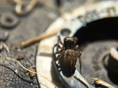 Habronattus pyrrithrix