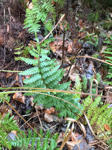 Dryopteris cristata observed 2026-10-27