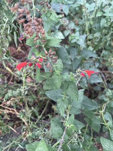 Salvia coccinea observed 2026-10-27