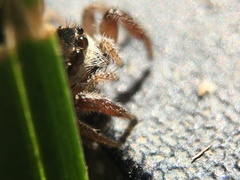 Habronattus pyrrithrix