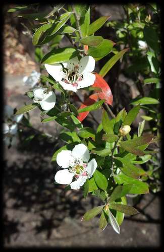 Image of Leptospermum turbinatum by (c) Russell Best, some rights reserved (CC BY)