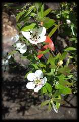 Leptospermum turbinatum