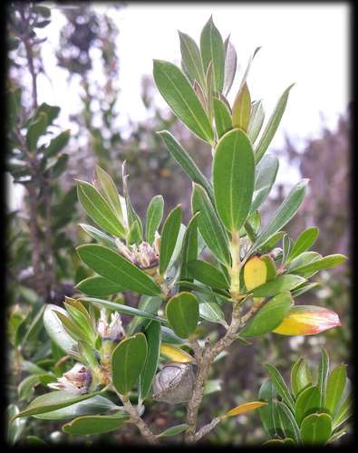 Image of Shiny Tea-Tree (Leptospermum turbinatum) by (c) Russell Best, some rights reserved (CC BY)