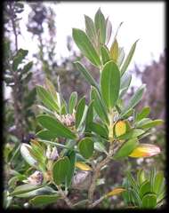 Leptospermum turbinatum