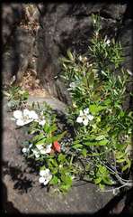 Leptospermum turbinatum