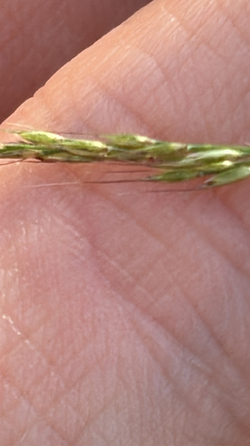 Muhlenbergia schreberi, 2026-10-27