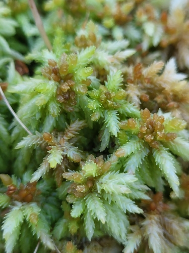 Sphagnum palustre observed 2026-10-27
