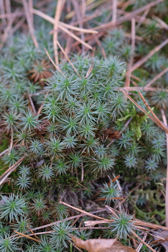 Polytrichum juniperinum observed 2026-10-26
