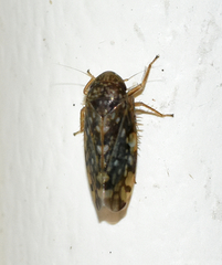 Xestocephalus similis