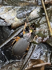 Chlaenius impunctifrons