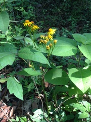 Packera coahuilensis