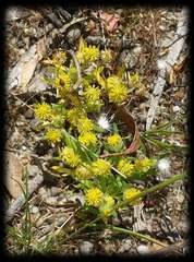 Triptilodiscus pygmaeus
