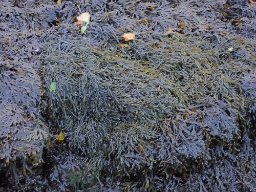 Ascophyllum nodosum observed 2026-10-26