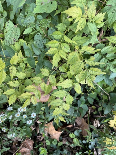 Tecoma observed 2026-10-27