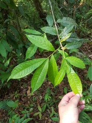 Symplocos naniflora