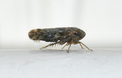 Xestocephalus similis