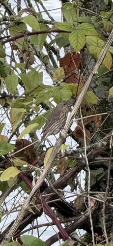 Haemorhous mexicanus observed 2026-10-27