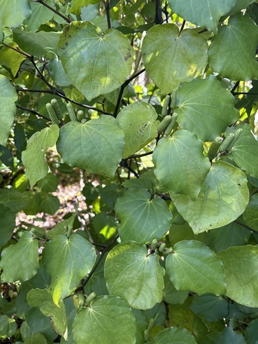 Macropiper excelsum observed 2026-10-28