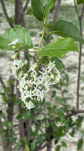 Ehretia observed 2026-10-27